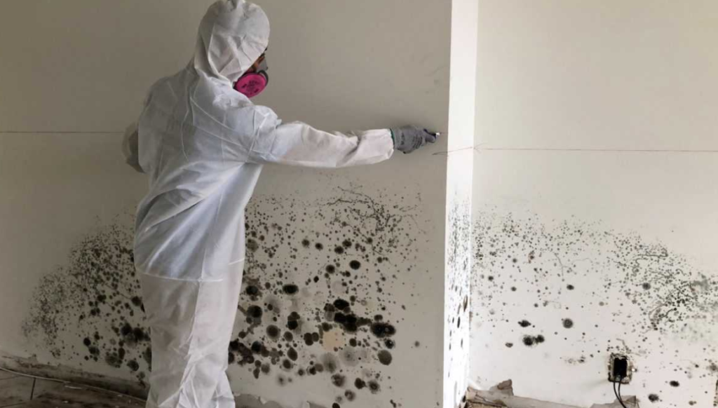 mold remediation and restoration
