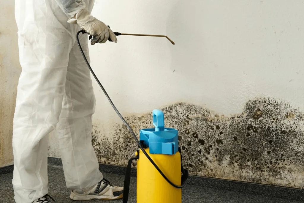 mold remediation and restoration